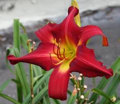 WHIP CITY SWEET HONEY BEA